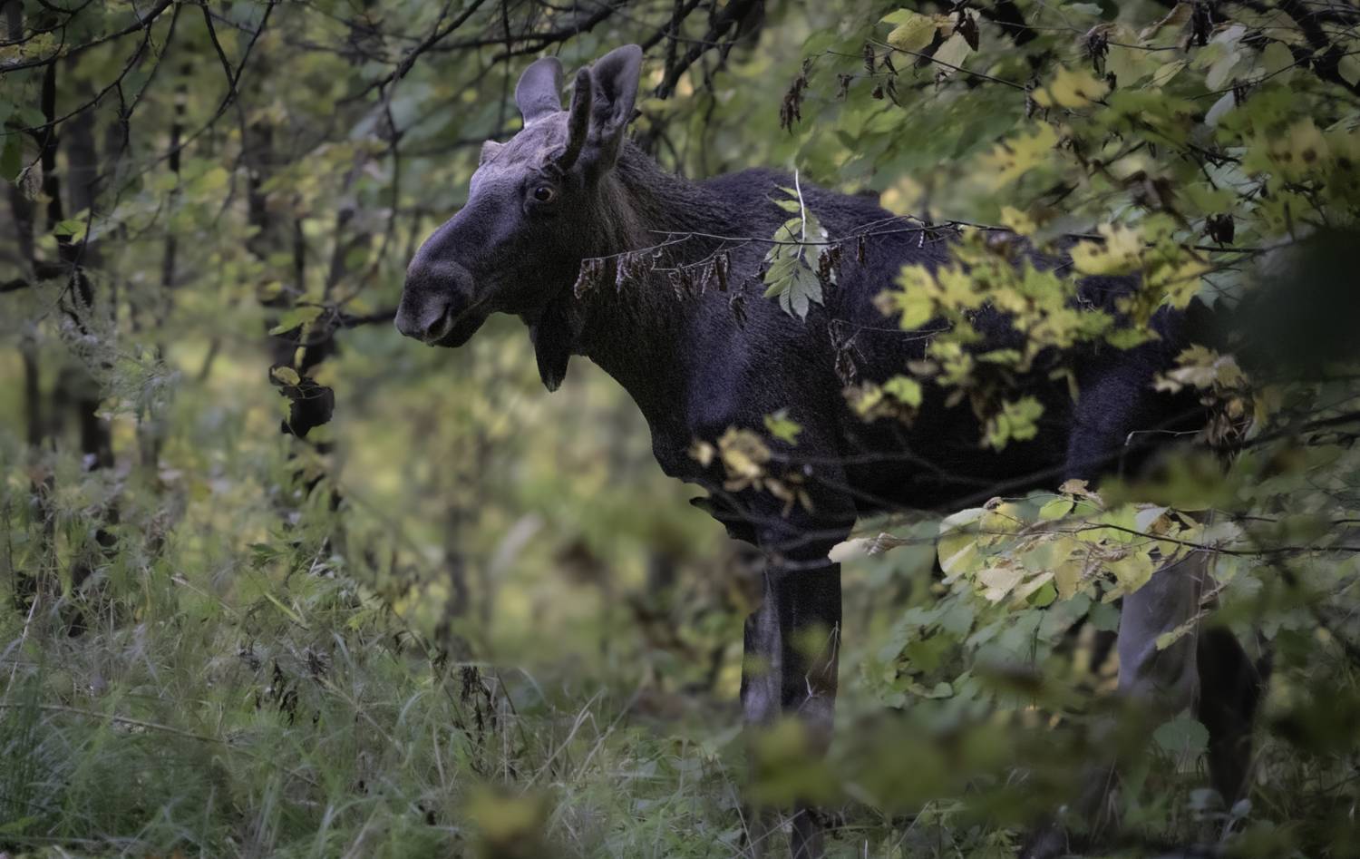Москва, усадьба Строгановых в Братцево, лось, Гаврилов Юрий