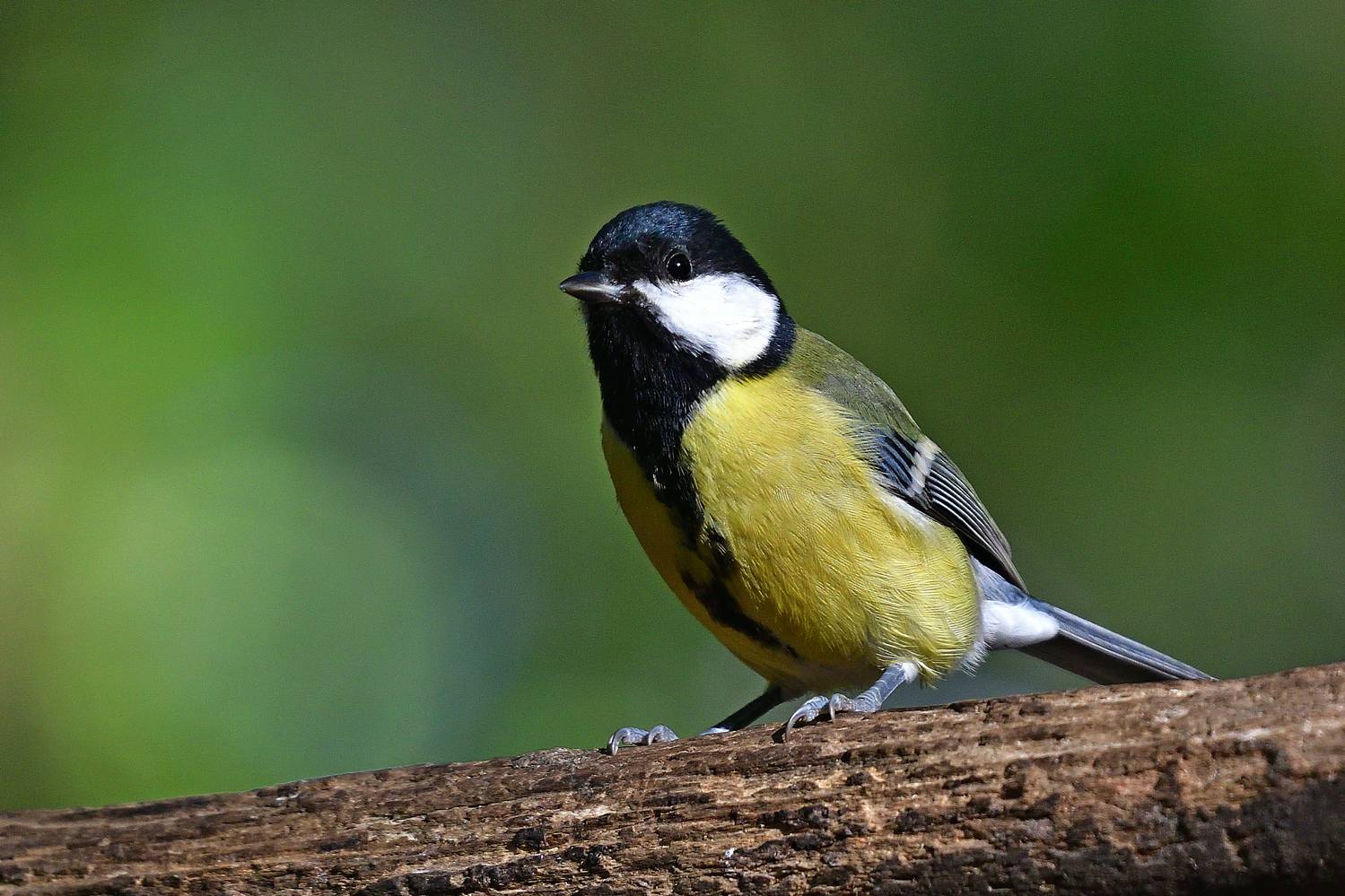 , Корнейчук Игорь