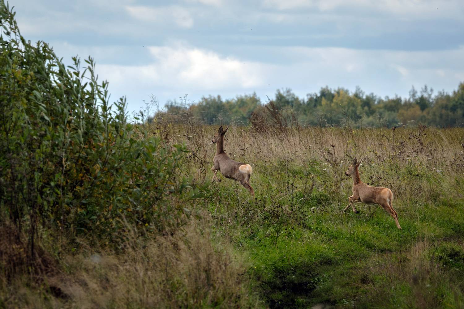 , Бодрягин Виталий