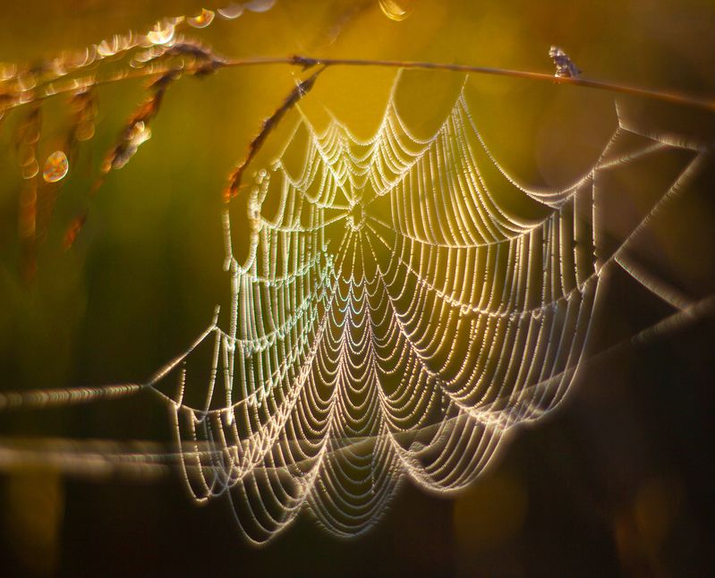 паутинка, осень  фото превью