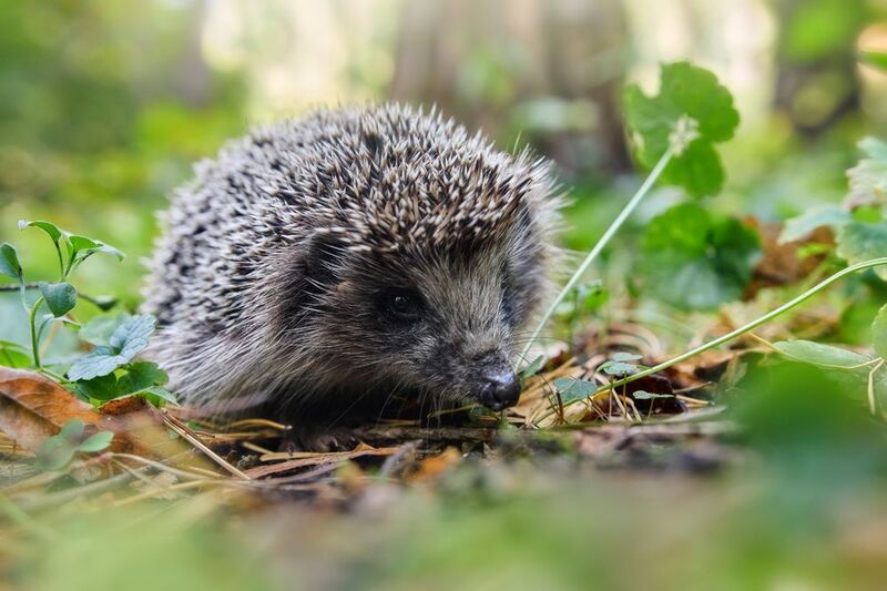 Лесной ёжик фото превью