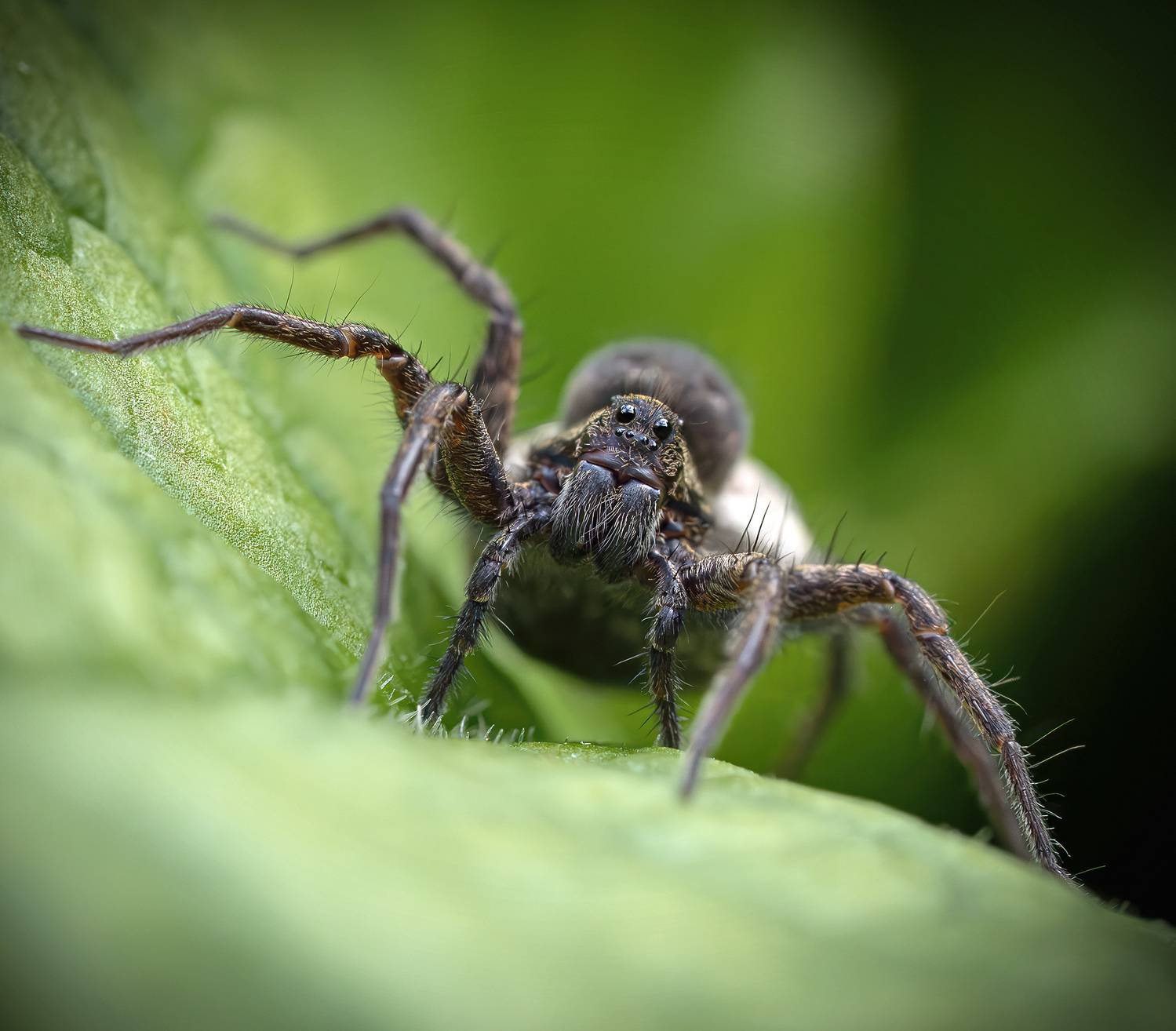 Паук волк лето макро , Ворожцова Марина