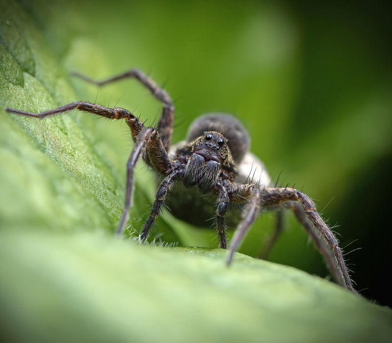 Паук волк лето макро  Портретик. фото превью