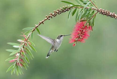 Рубиновогорлый Колибри. самка -Female, Ruby-throated Hummingbird