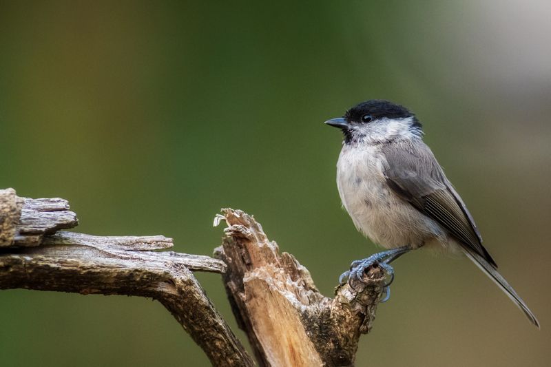 Marsh tit фото превью