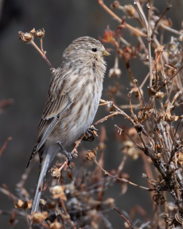 горная чечётка, чечётка, птицы, алтай, чечетка Горная чечётка фото превью