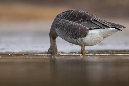 Белолобый гусенок