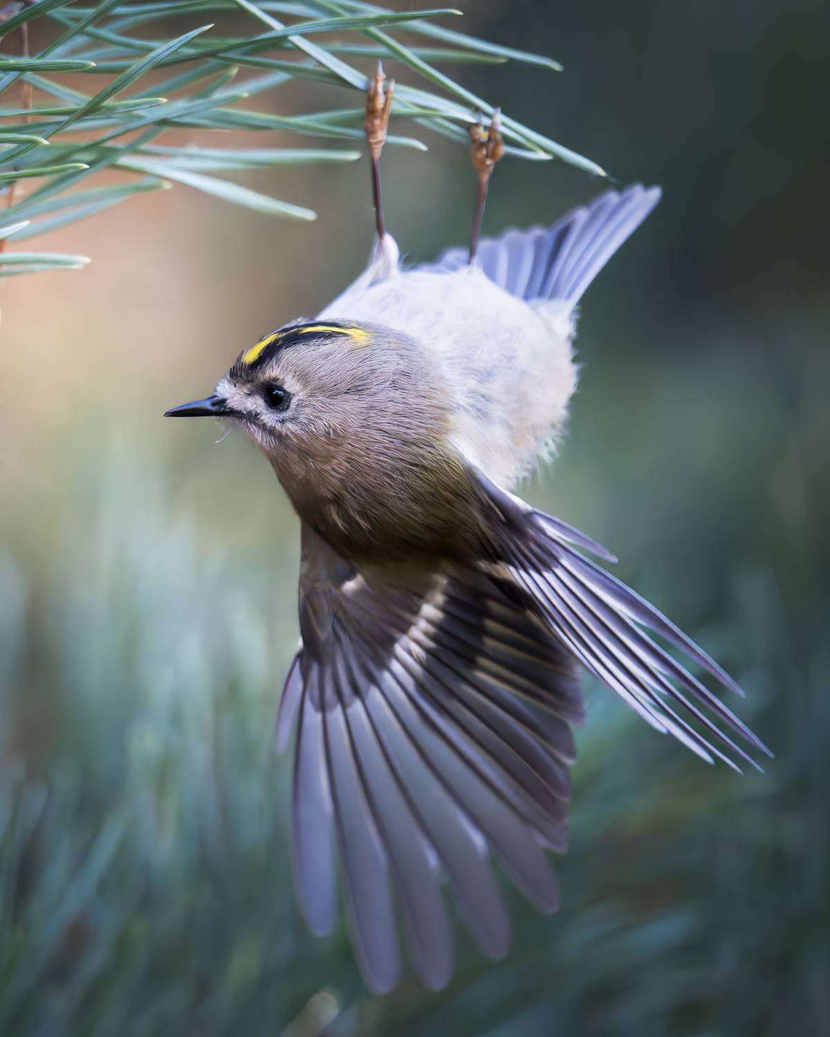 , Поляков Михаил