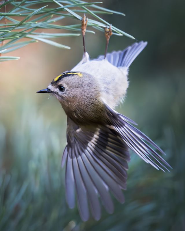 Желтоголовый королёк (Regulus regulus)  фото превью