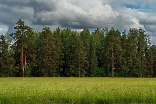 Прогуляюсь по опушке, брошу взгляд в дремучий лес.