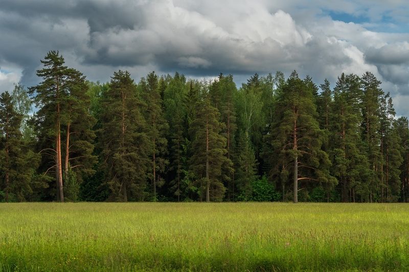павловский парк Прогуляюсь по опушке, брошу взгляд в дремучий лес. фото превью