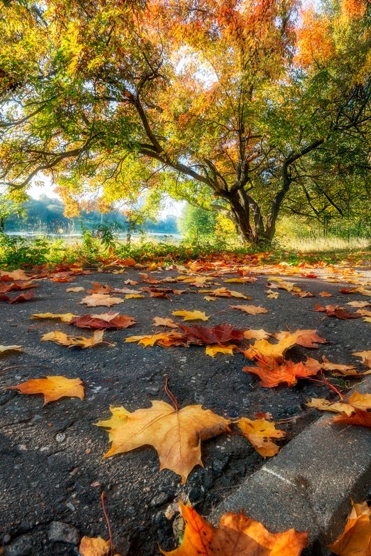 природа, пейзаж, кленовые листья, осенние настроение, Московская область Осень фото превью