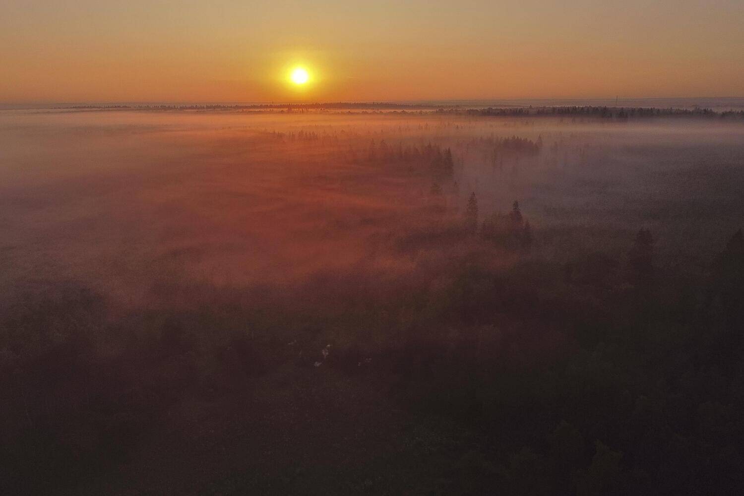 Истра Лес Подмосковье Туман Рассвет, Николай Потапов
