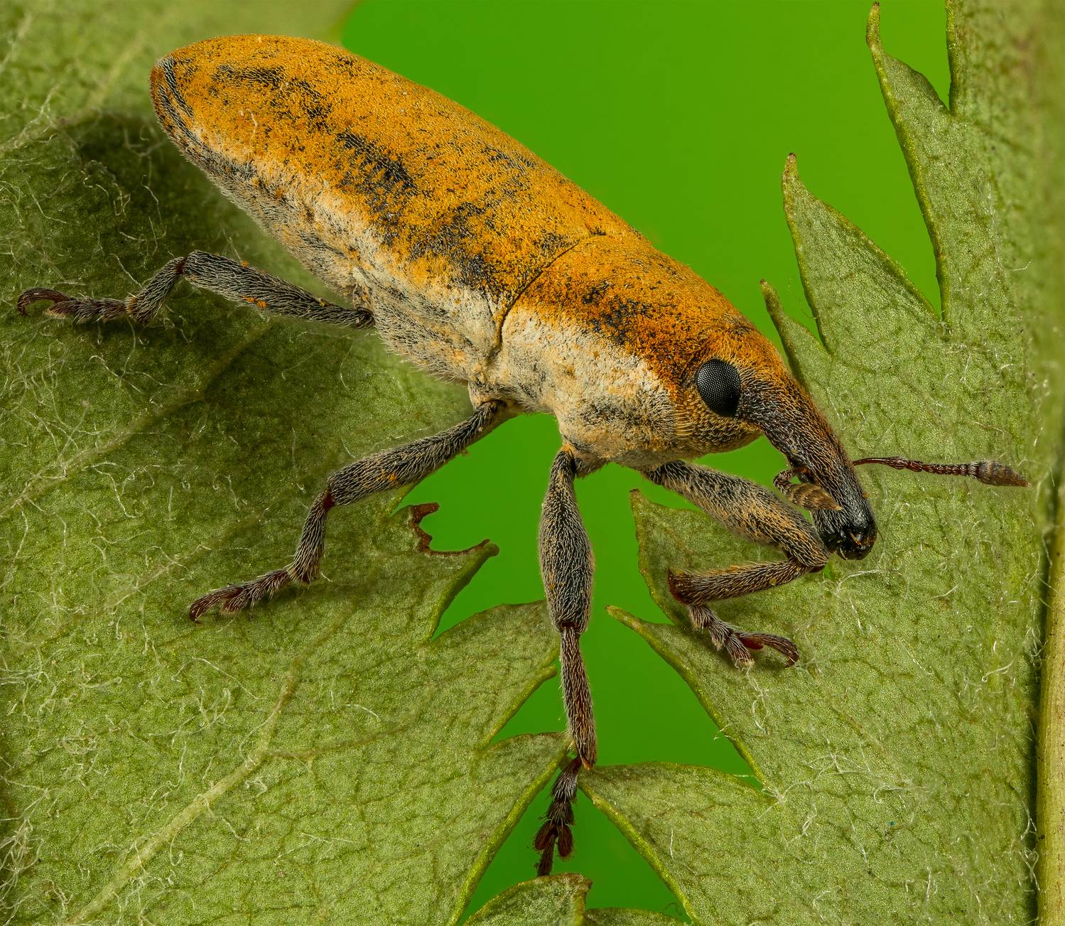 , Андрей Кривов