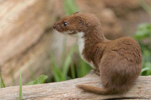 Weasel