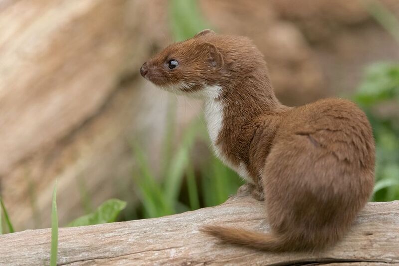 weasel, animals, nature, wildlife, canon Weasel фото превью