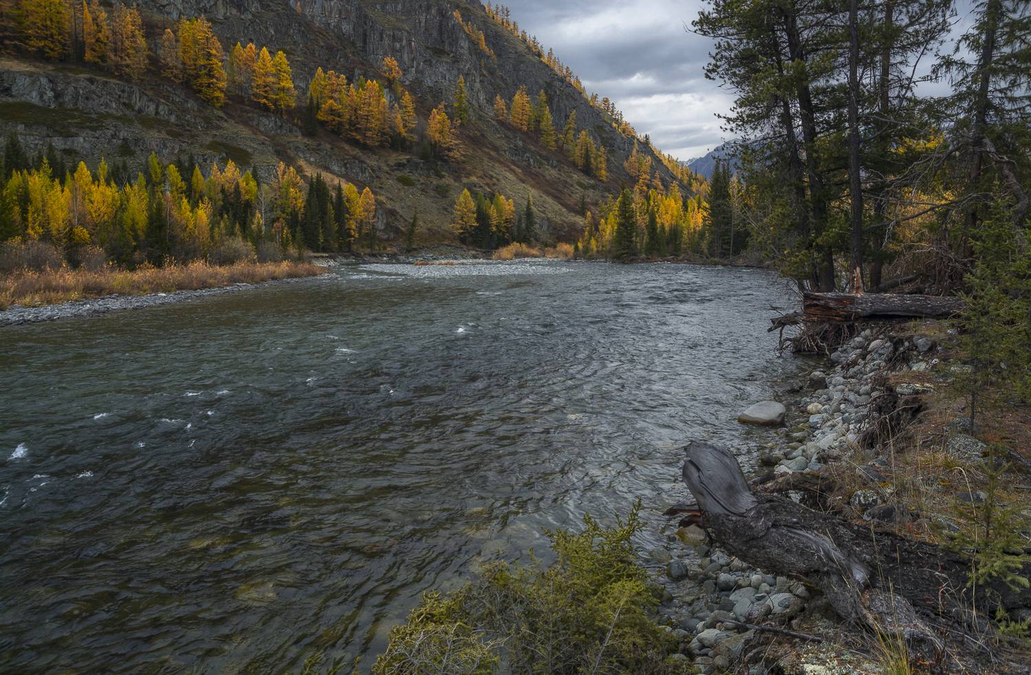 россия, горный алтай, река, горная река, таёжная река, осень, Андрей Поляков