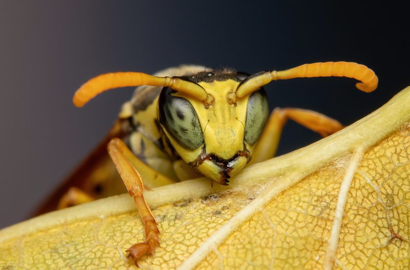 Polistes dominula фото превью