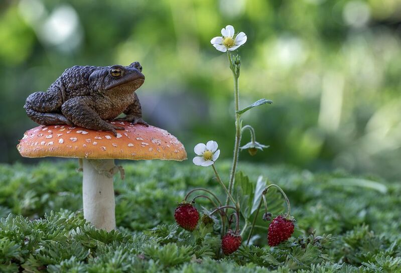 мухомор, земляника, жаба Царевна-жабушка) фото превью