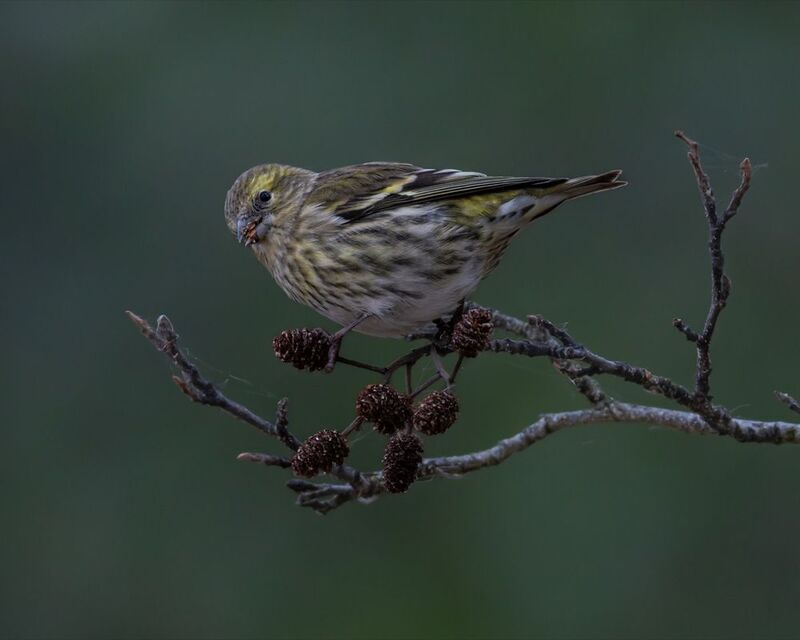 чиж, ольха, птицы Чиж фото превью