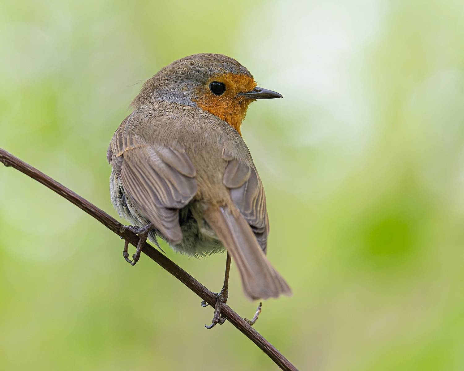 зарянка, малиновка, птицы, Ruslan Pl