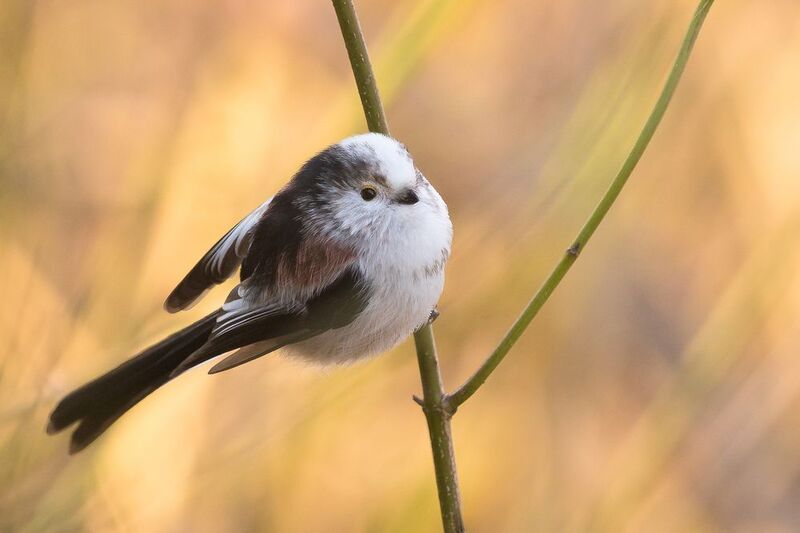 Long-tailed Ti фото превью