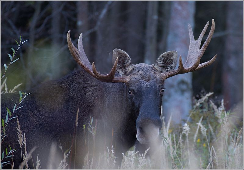 москва, осень, парк, лоси ******* фото превью