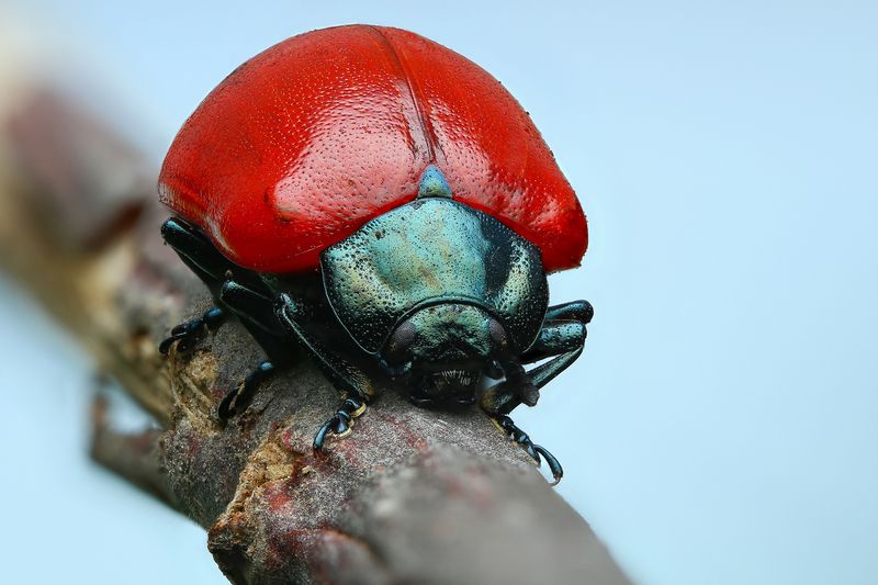 макро, природа, животное, растение, цвет, фото, красный, синий, жук Танк фото превью