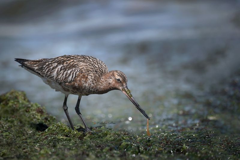 фотоохота, птица, веретенник, малый веретенник Сейчас я буду кушать... фото превью