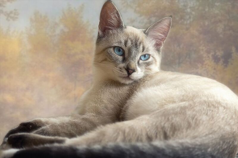 кошки, питомцы, котята, портреты Почти взрослый котик фото превью