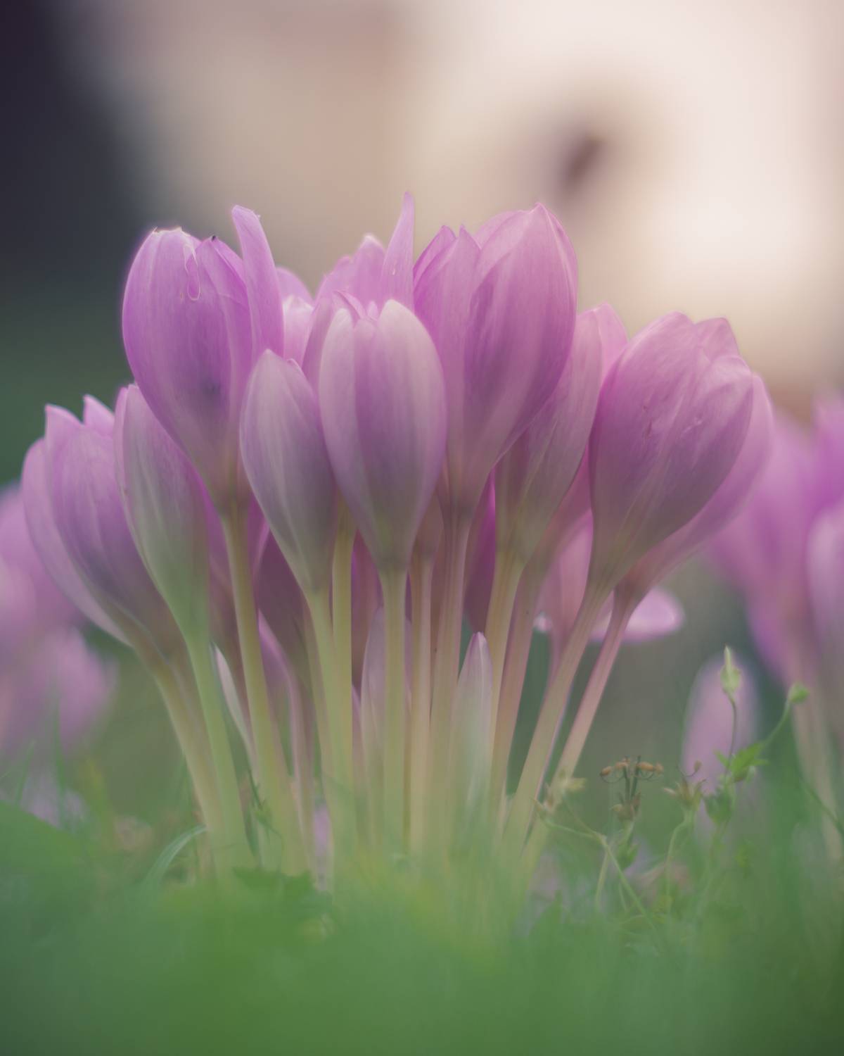 , Вайсберг Александр