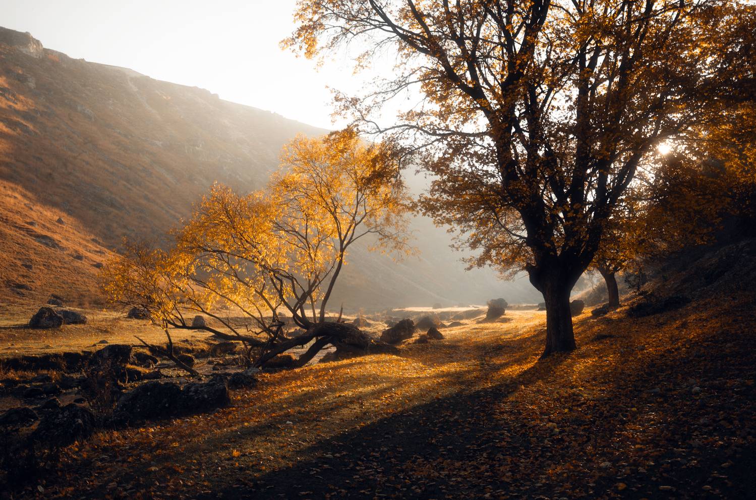 landscape, nature, autumn, fall, golden, light, sunlight, backlight, mood, atmosphere, forest, trees, foliage, leaves, shadows, drama, serene, fog, mist, morning, dawn, yellow, orange, warm tones, wilderness, scenic, outdoor, travel, fine art, composition, Сухенко Олег