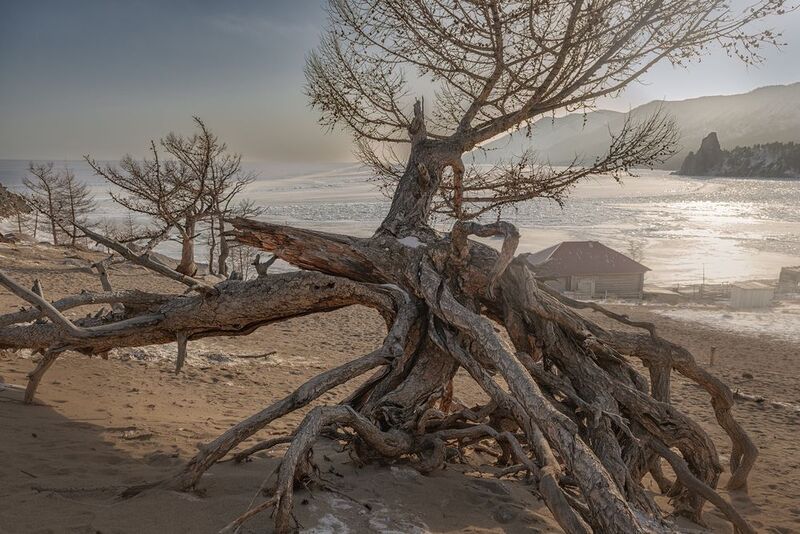 Ходульные деревья байкал зима бухта Песчаная Ходульные деревья фото превью