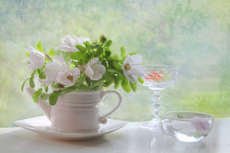 Белый шиповник фото превью