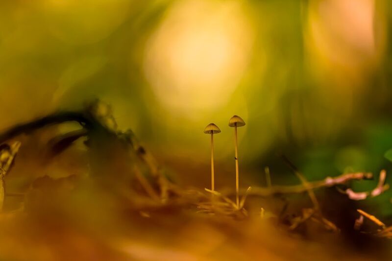 .... фото превью