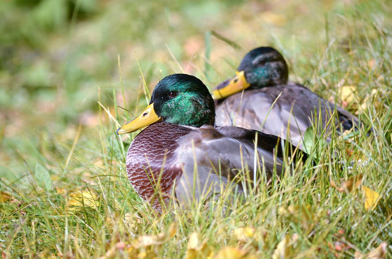 утка, кряква, anas platyrhynchos, КарОл