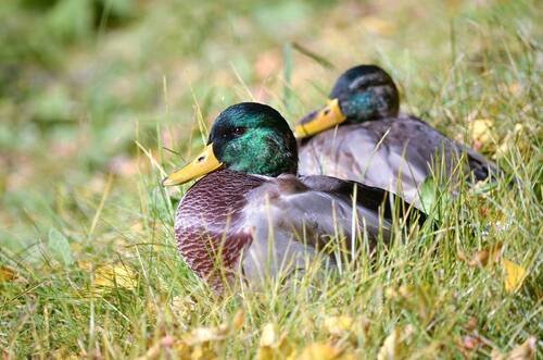 Братцы Селезни