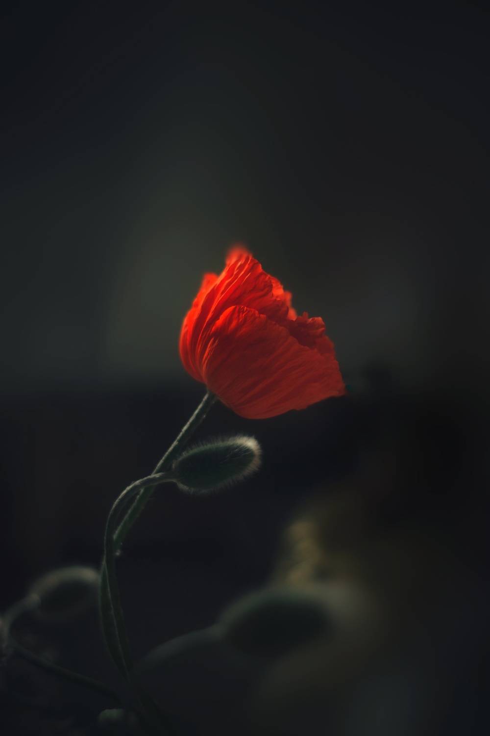 , Юлияна Стоянова