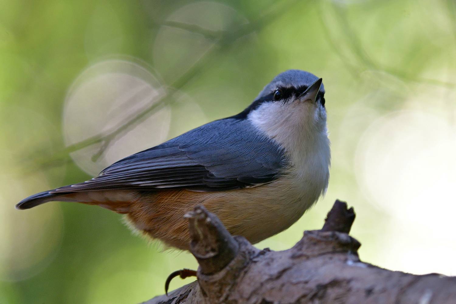 , Корнейчук Игорь
