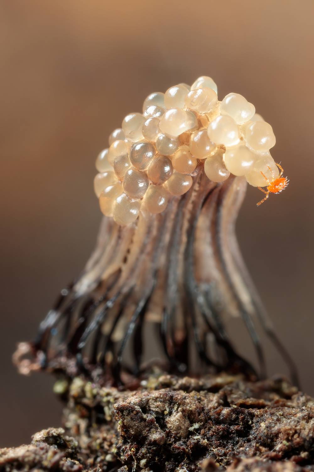 , Кузнецов Дмитрий