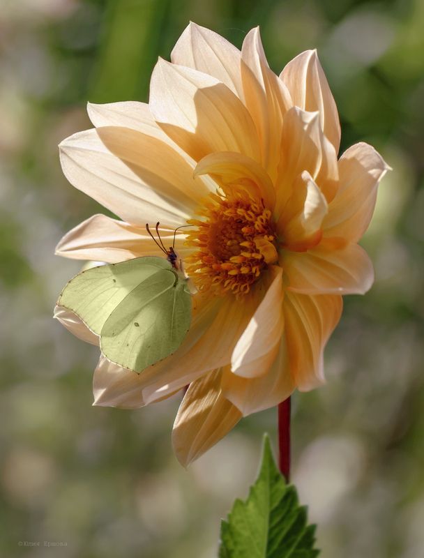 бабочка, лимонница, георгин, макро,macro На георгине фото превью