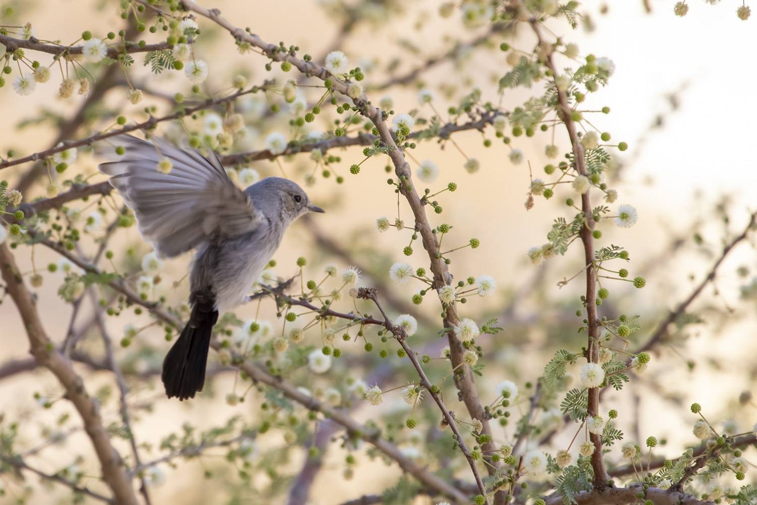 desert, landscape, nature, travel, birds, animals, Nikolay Tatarchuk