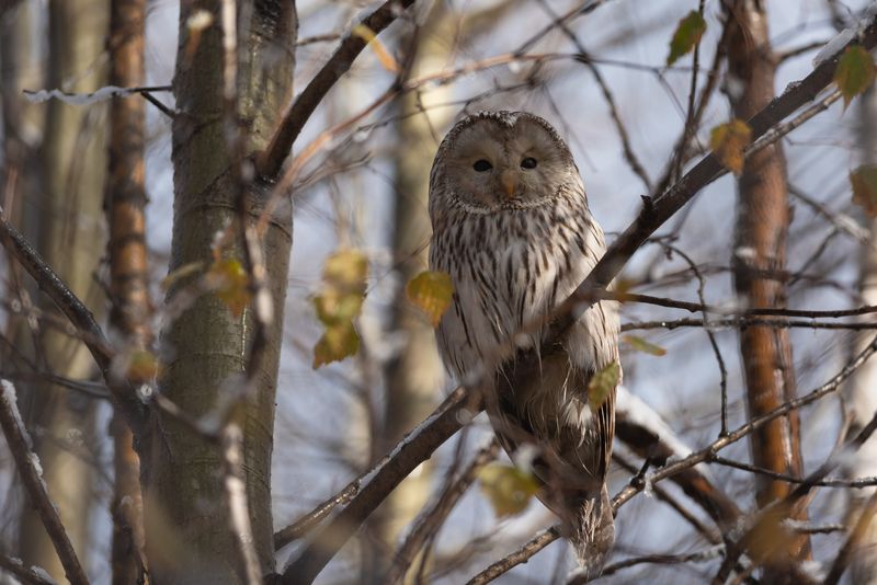 неясыть, длиннохвостая неясыть, сова, птицы, птица, новосибирск, осень, октябрь, бор, фотоохота Сова осенняя фото превью
