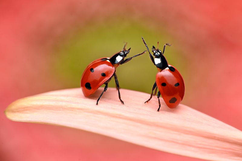 ceclii, macro  фото превью