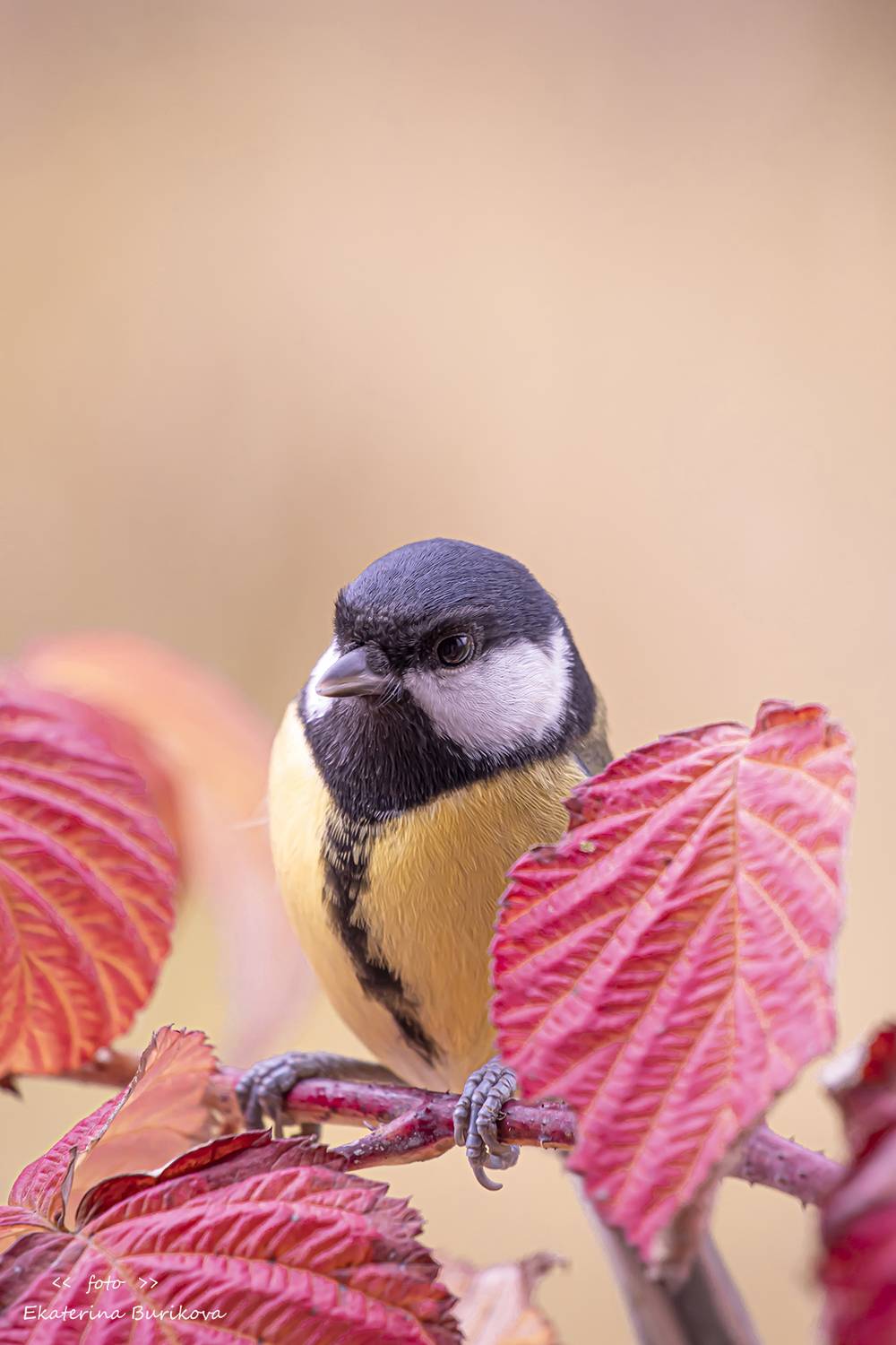 , Бурикова Екатерина