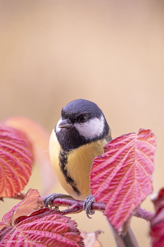 фото превью