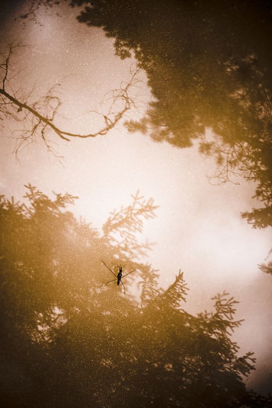 мультиэкспозиция, отражение, водомерка Лесная лужа фото превью