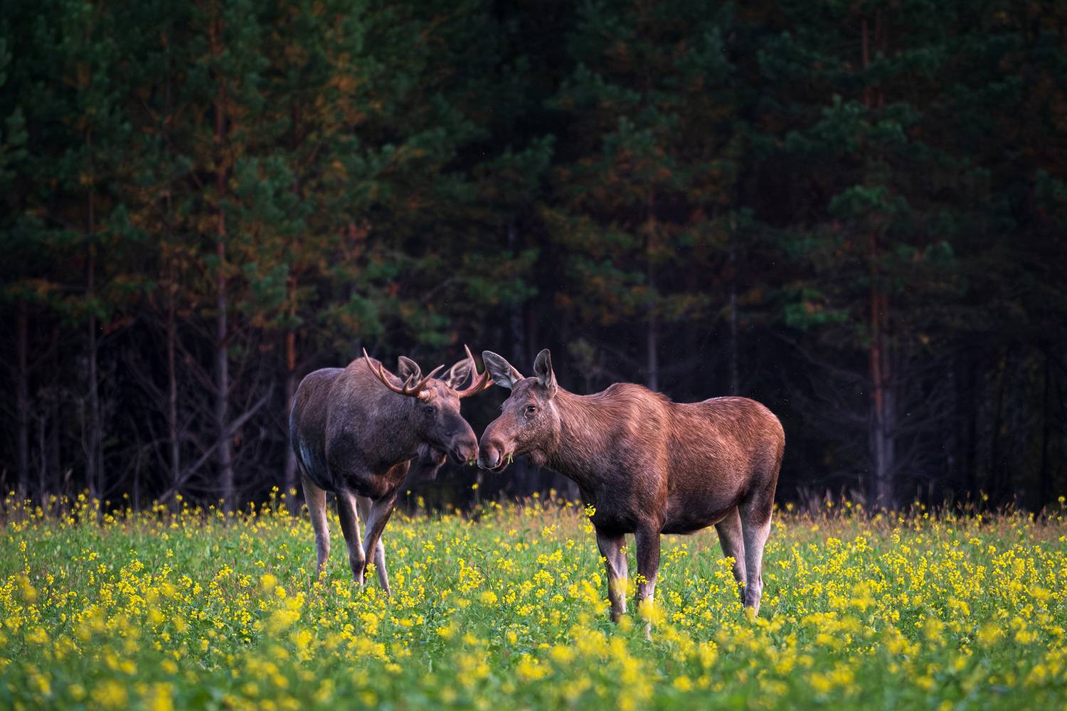 , Бодрягин Виталий