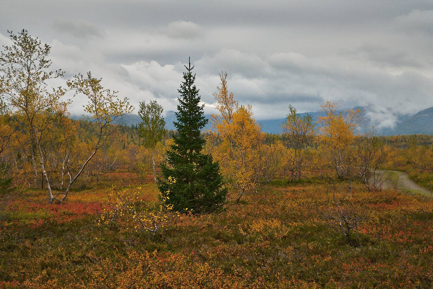 ель; хибины; осень, Андрей Ростовцев