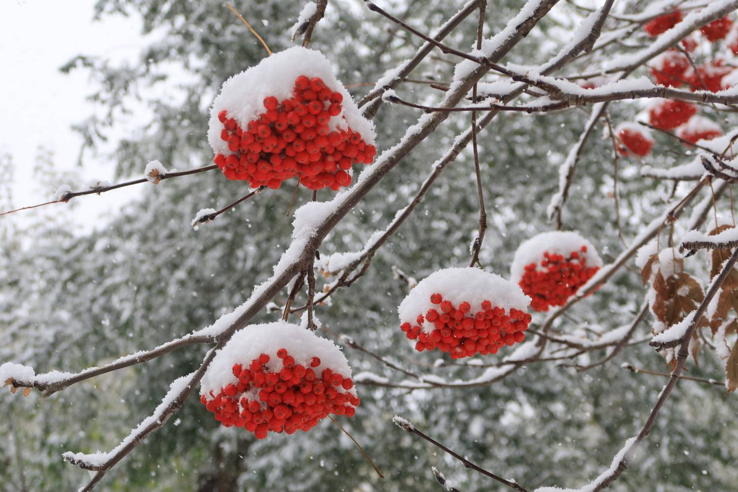 осень,снег,рябина,грозди, Козлова Галина
